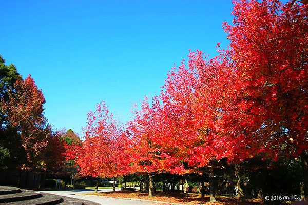 フウの紅葉