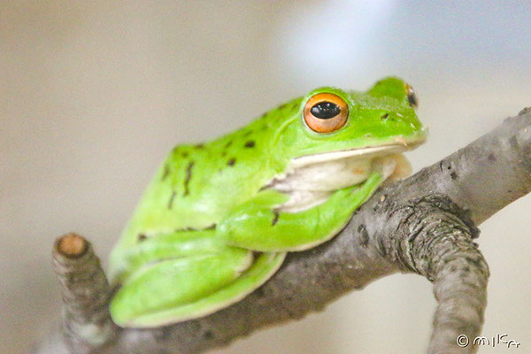 カエル