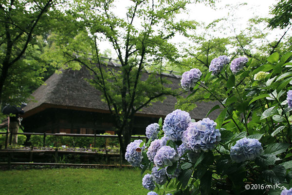 あじさいの咲く古民家