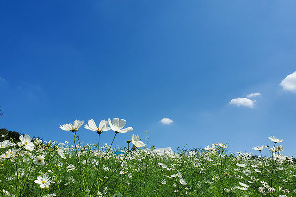 白いコスモスの花畑