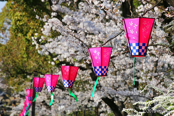 大阪城公園のお花見②