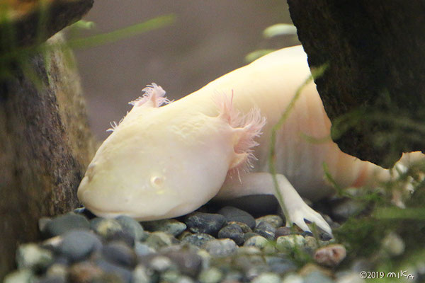 ウーパールーパー Axolotl Mexico Salamander 工房momo