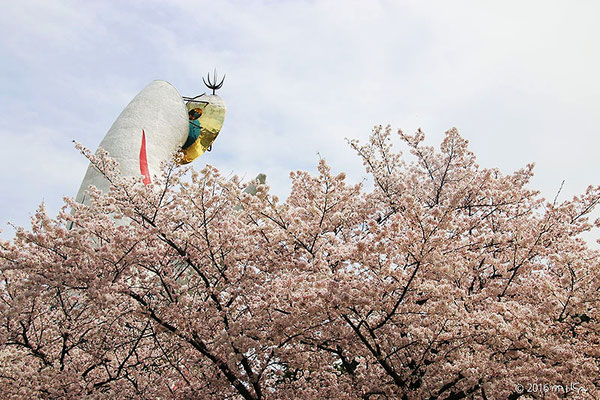 桜満開の太陽の塔（万博記念公園自然文化園）