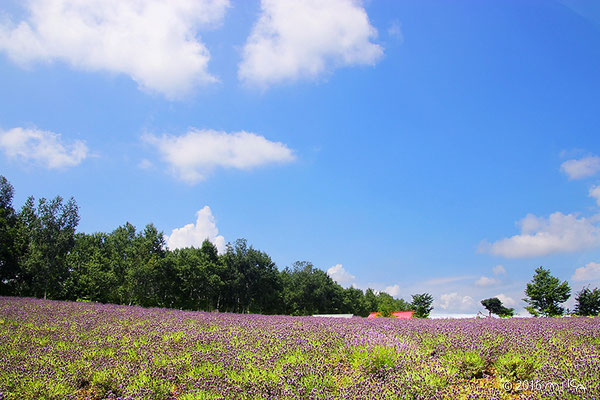 ラベンダー畑に赤い小屋（四季彩の丘）