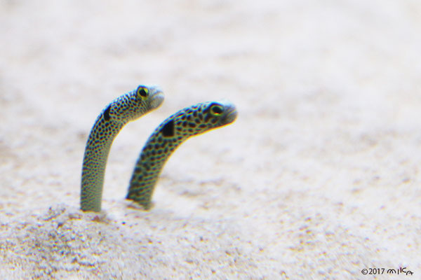 チンアナゴ②（京都水族館）