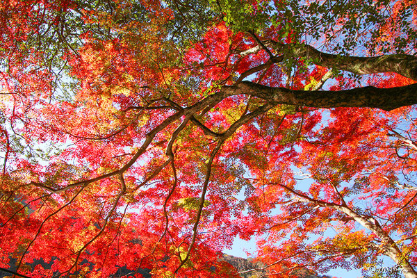 紅葉を見上げて（嵐山）
