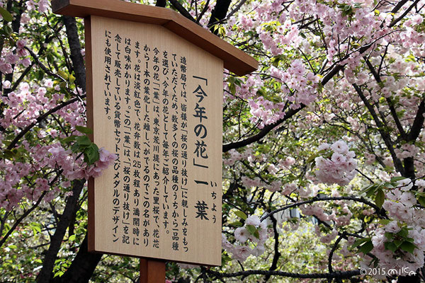 今年の花の紹介（平成27年「一葉」より