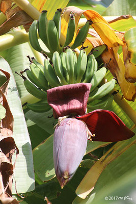 バナナの苞と実