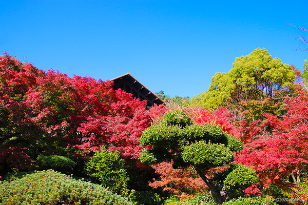 芝生広場からの紅葉（アサヒビール大山崎山荘美術館）