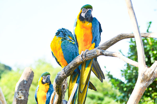 ルリコンゴウインコ➁（白浜アドベンチャーワールド）