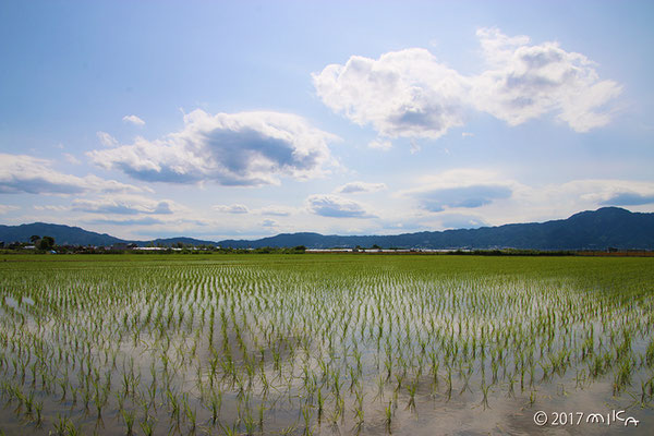 田植え（琵琶湖周辺）