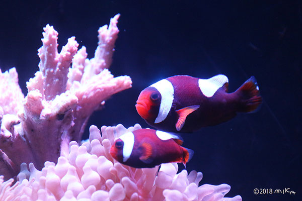 トウアカクマノミ（京都水族館）②