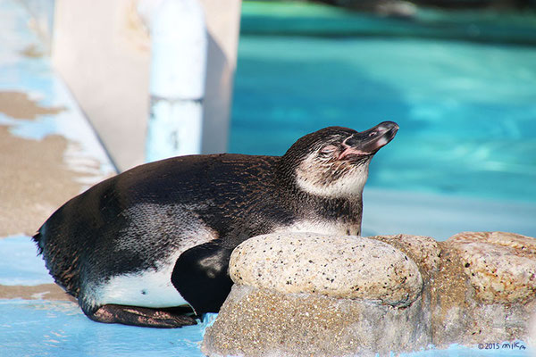 ペンギン おねんね（王子動物園）