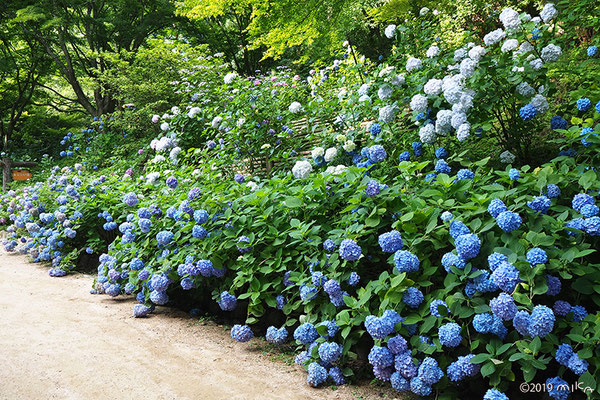 神戸市立森林植物園のあじさい坂