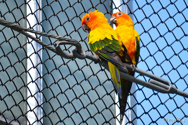 コガネメキシコインコ（白浜アドベンチャーワールド）