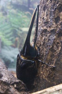 ネプチューンオオカブトムシ（伊丹市昆虫館）