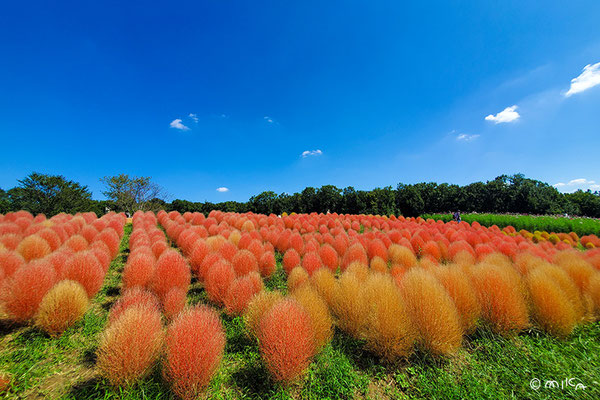 紅葉の見ごろを迎えたコキア（万博記念公園）