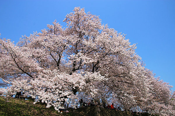 桜の大木（背割堤）