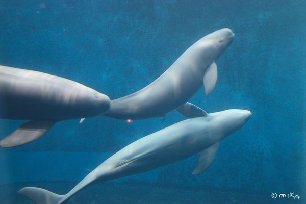 スナメリ３頭（鳥羽水族館）