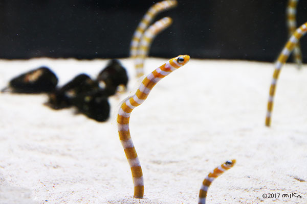 ニシキアナゴ（京都水族館）