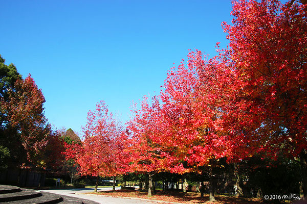 宝ヶ池公園（11月）①