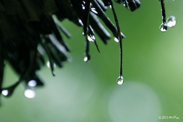 かやぶき屋根に雨（６月）