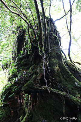 巨大な苔むす切り株（屋久島）