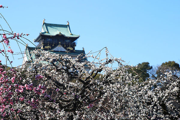 大阪城梅林