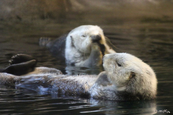 ラッキーと明日花（神戸市立須磨海浜水族園のラッコのオスとメス）