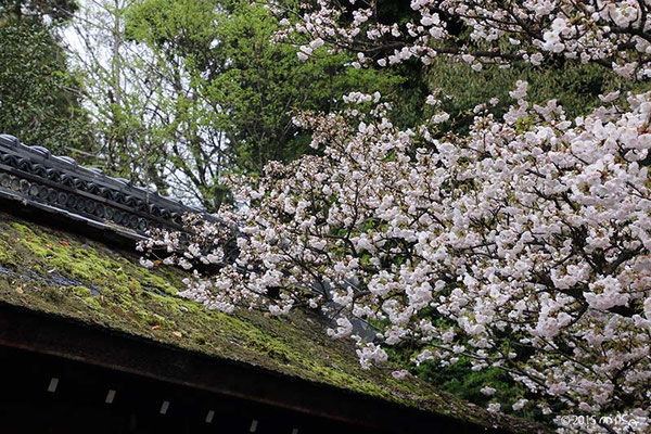 屋根の桜（平野神社）