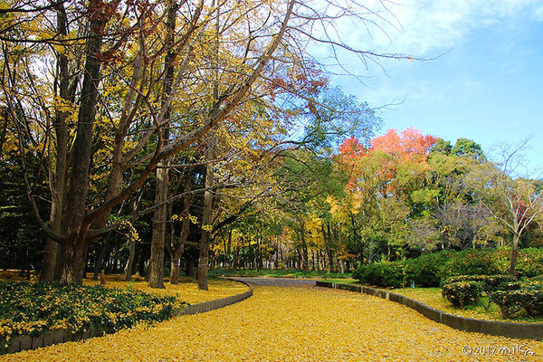 イチョウ色の公園（イチョウの落葉12月）②