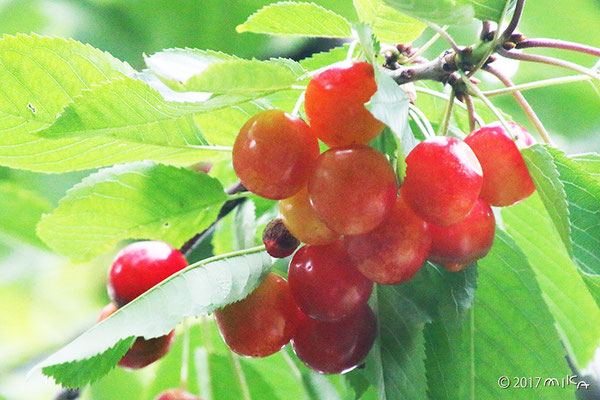 さくらんぼ(Cherry) - 『工房momo』 さくらんぼ(Cherry) - 『工房momo』
