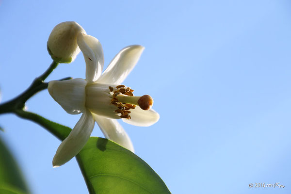 はっさくの花