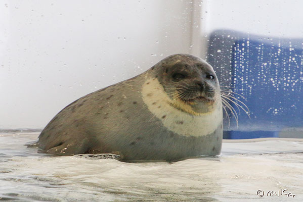 ワモンアザラシ（海遊館）