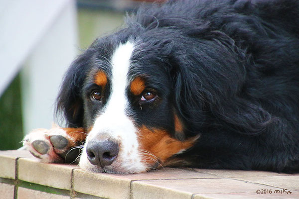 犬の写真集