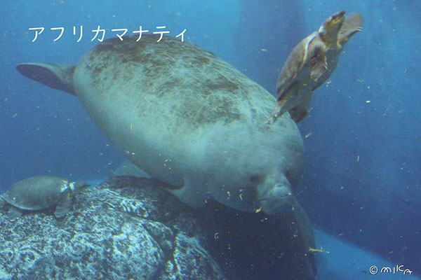 アフリカマナティ（鳥羽水族館／三重県）