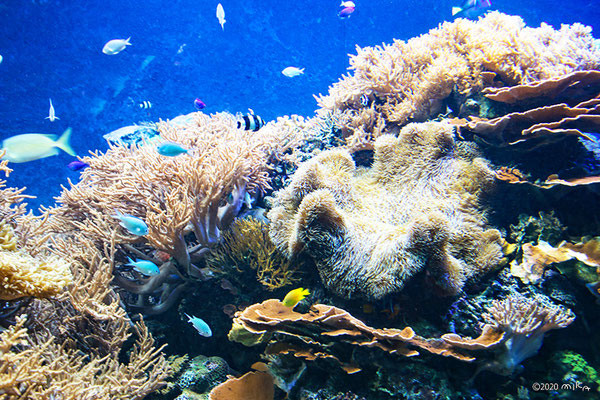 生体サンゴ水槽（須磨水族館）