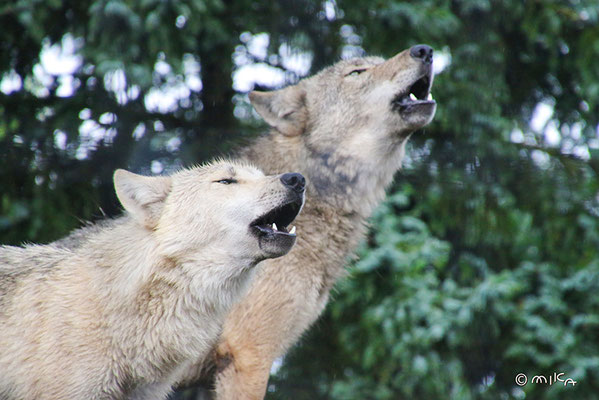 シンリンオオカミの遠吠え２匹（旭山動物園）