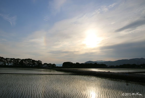 水田にうっすら虹（日暈）