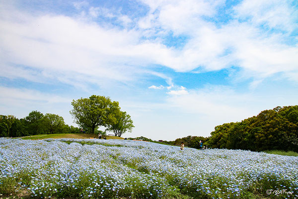 ネモフィラの花咲く花の丘（万博記念公園）