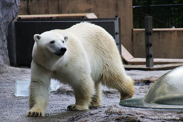 歩くホッキョクグマ②（旭山動物園）