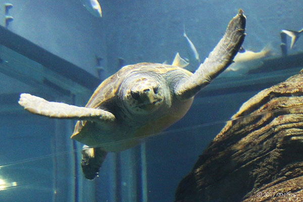 アカウミガメ（海遊館）