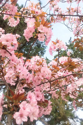 ピンクの桜（夙川公園）〔兵庫県HFさん撮影〕