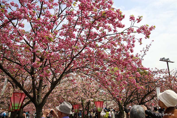 造幣局の桜の通り抜け
