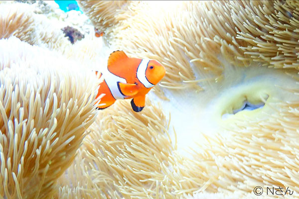 クマノミ（宮古島の海にて）写真提供Nさん