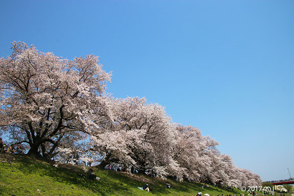 背割堤の桜並木