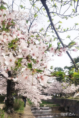 夙川公園の桜①〔兵庫県HFさん撮影〕