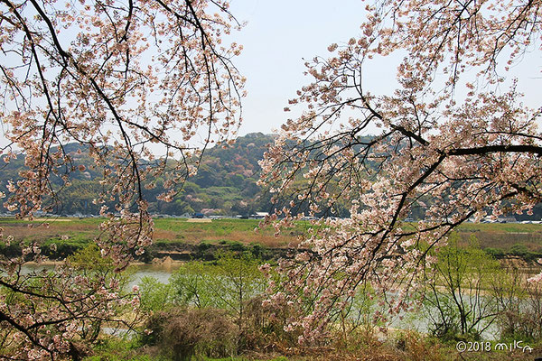 背割堤より春の山