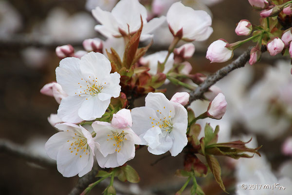 御室桜（御室有明）咲きはじめ