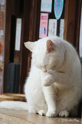 顔を洗う白いネコ